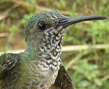 White-necked Jacobin