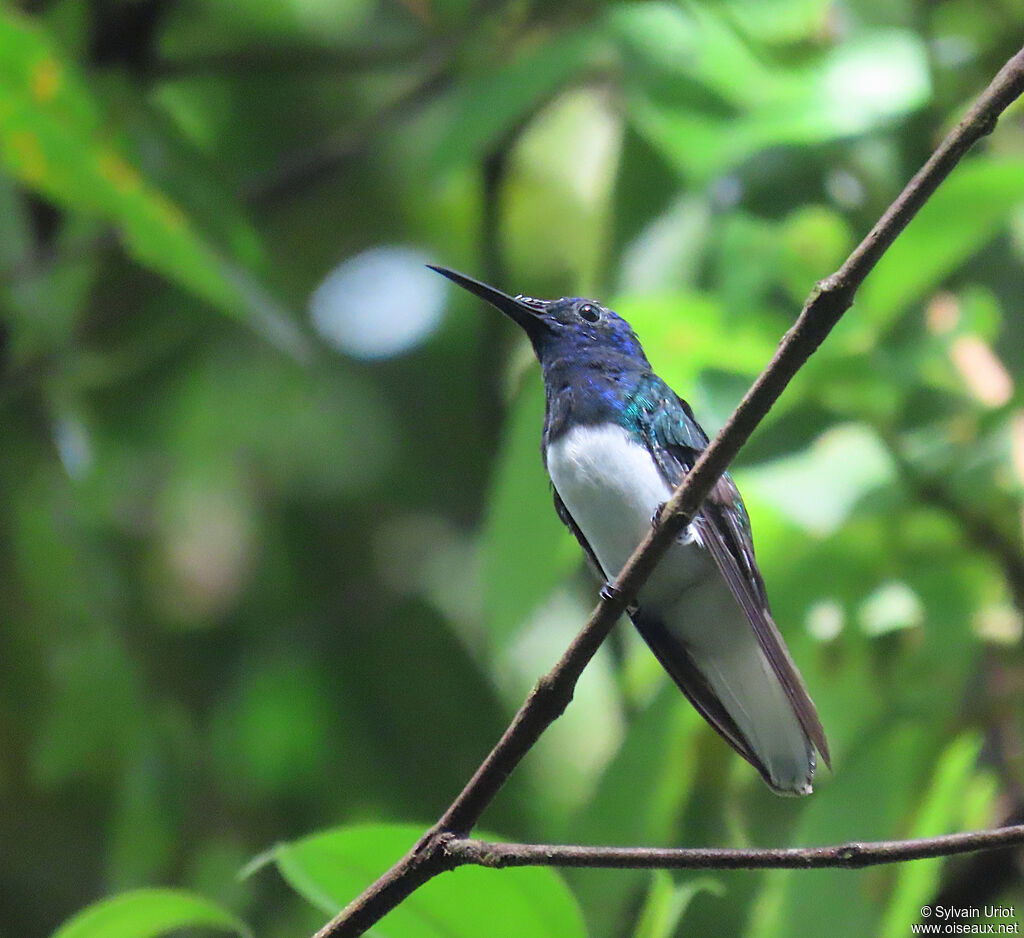 White-necked Jacobin male adult