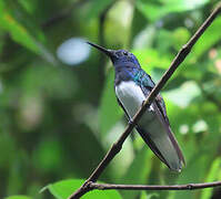 White-necked Jacobin