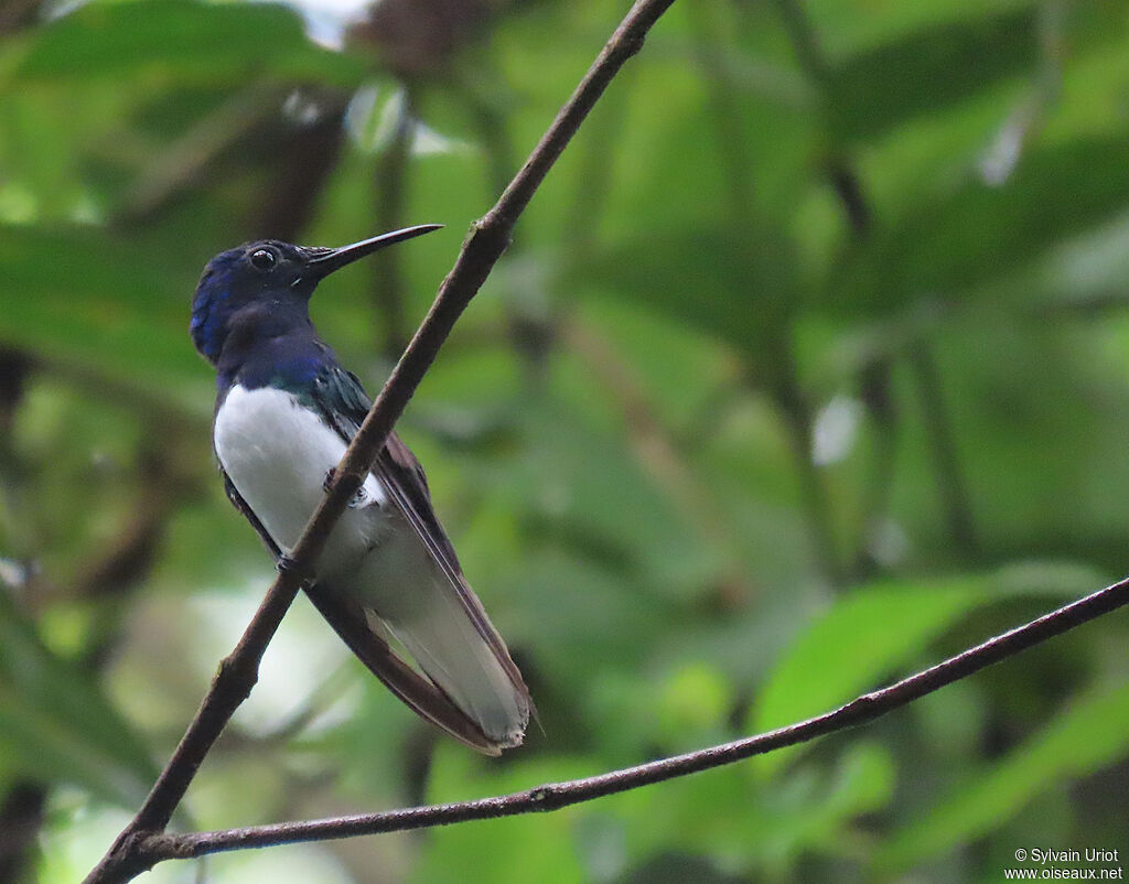 White-necked Jacobin male adult