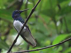 White-necked Jacobin