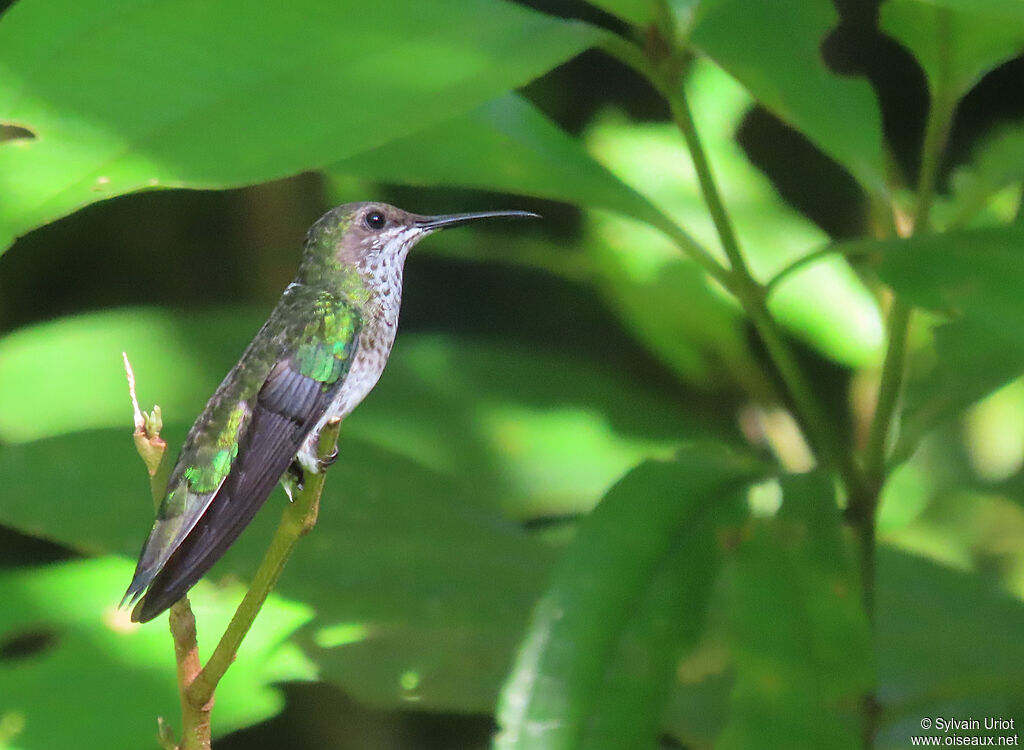 White-necked Jacobin female adult