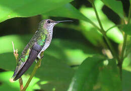 White-necked Jacobin