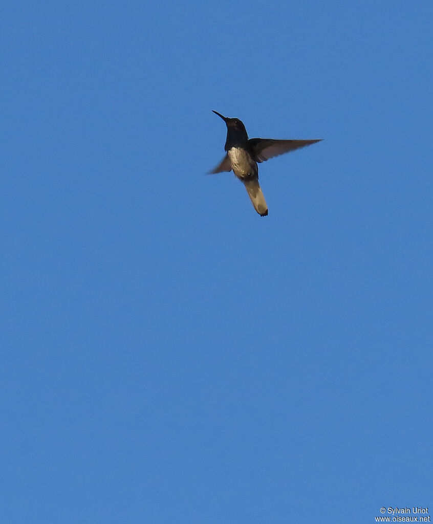 Colibri jacobin mâle adulte