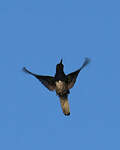 Colibri jacobin