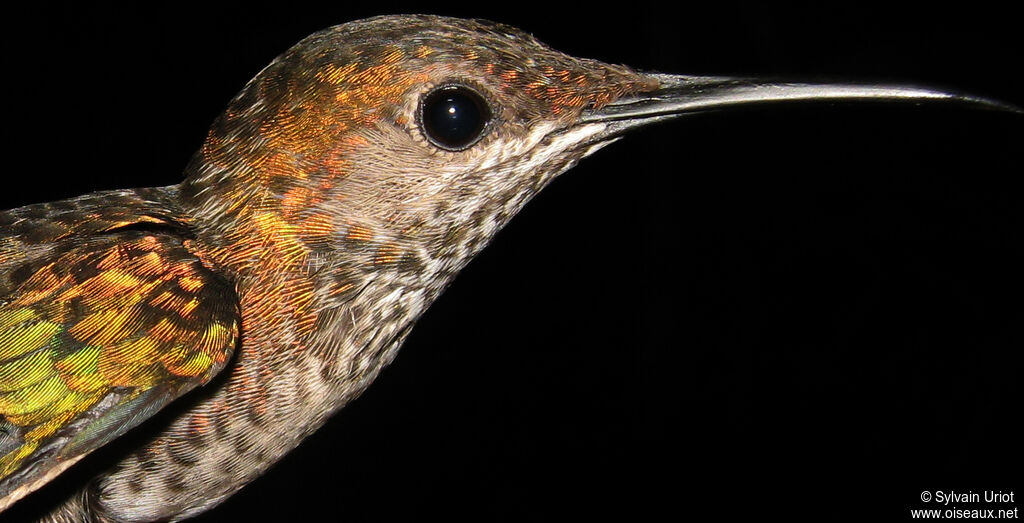 White-necked Jacobinimmature