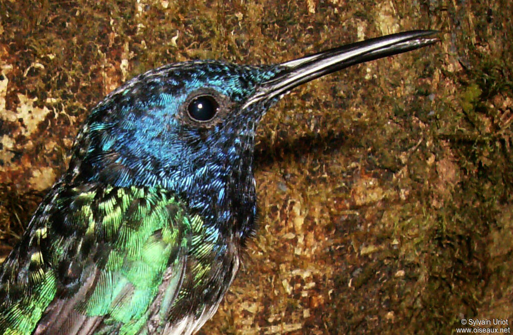 White-necked Jacobin male adult