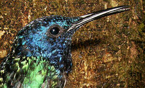 White-necked Jacobin