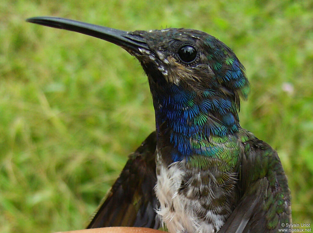 Colibri jacobin mâle immature