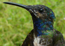 White-necked Jacobin