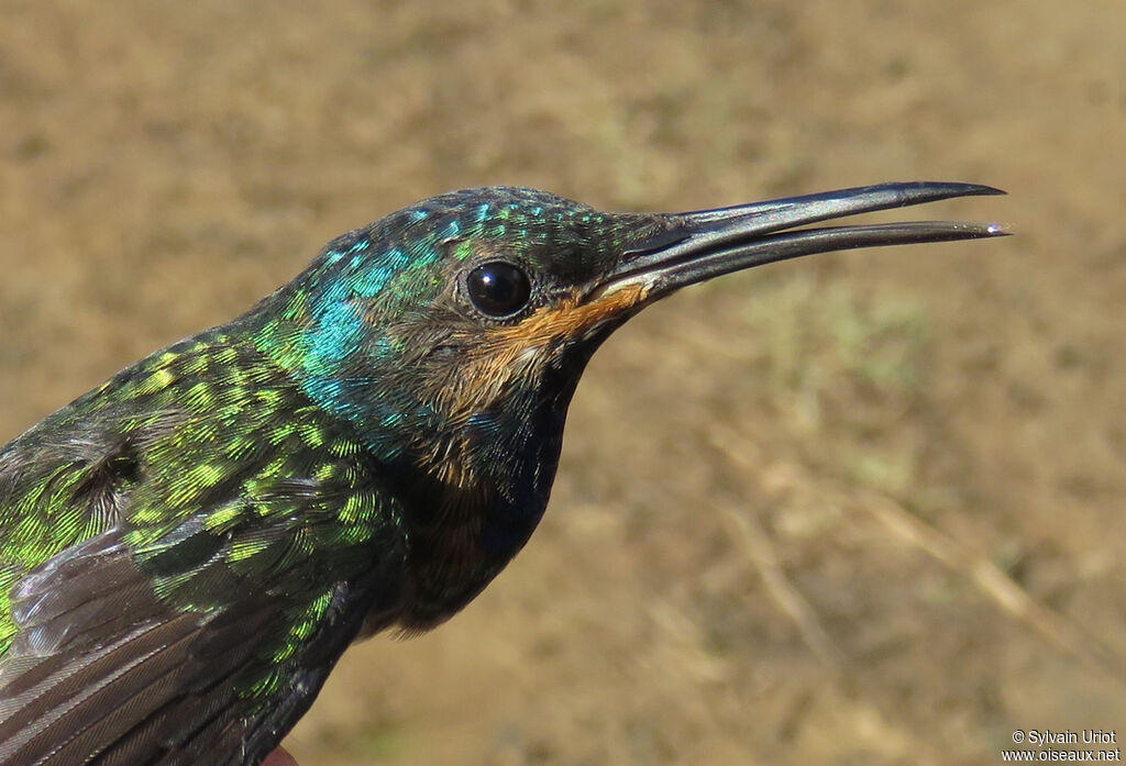 White-necked Jacobin male immature