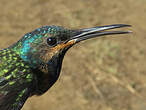 Colibri jacobin