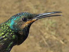 White-necked Jacobin