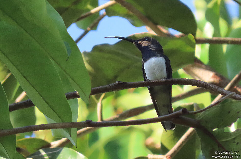 White-necked Jacobin male subadult