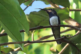 White-necked Jacobin