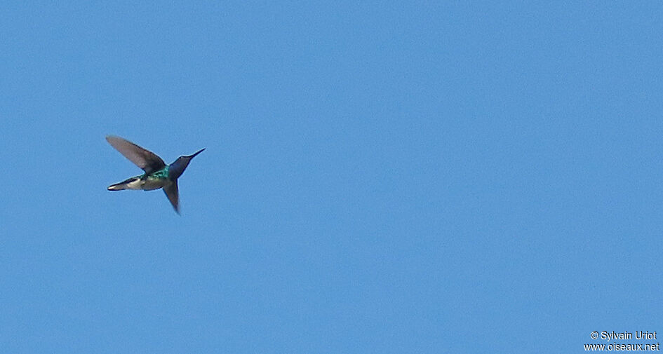 White-necked Jacobin male adult