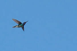 White-necked Jacobin