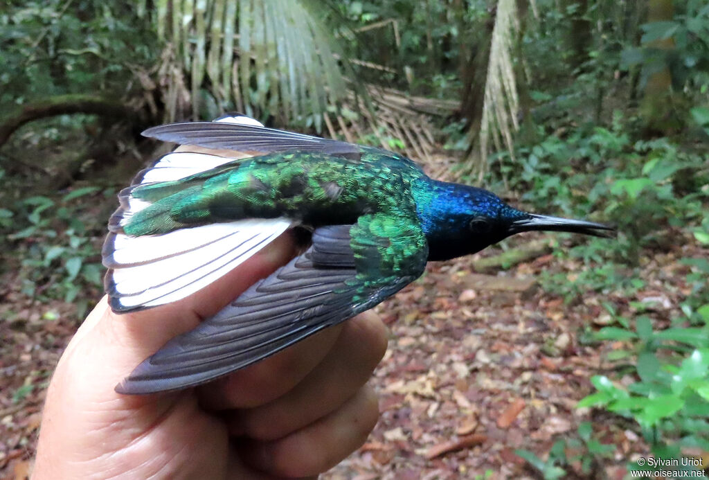 White-necked Jacobin male adult