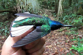 White-necked Jacobin