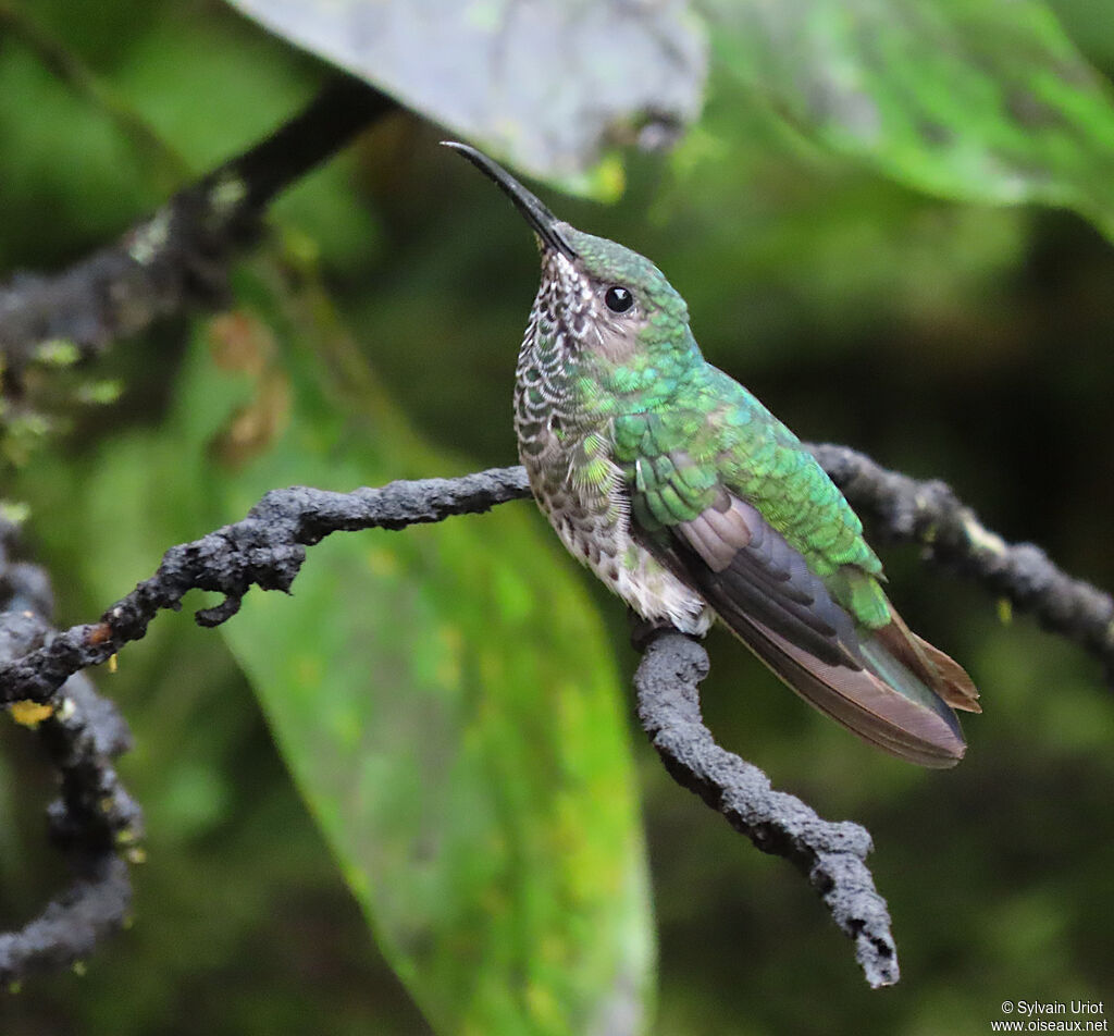 Colibri jacobin femelle adulte