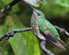 White-necked Jacobin