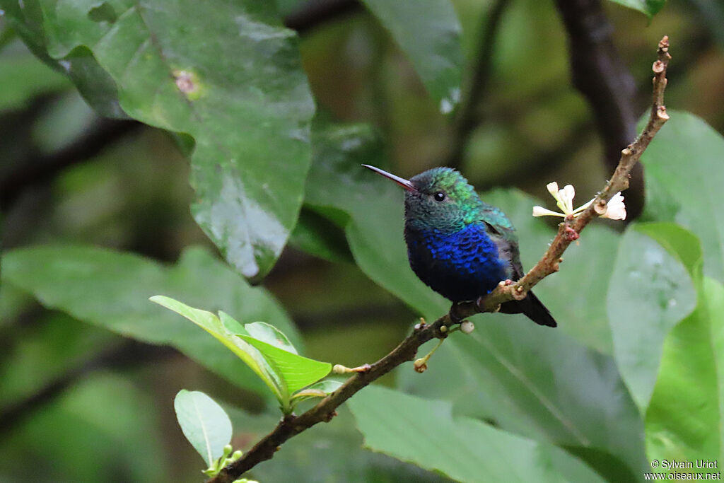 Violet-bellied Hummingbird (feliciana) male adult