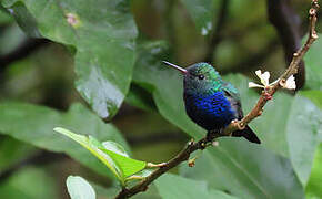 Violet-bellied Hummingbird (feliciana)