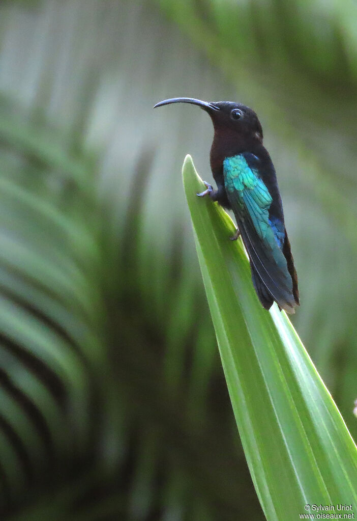 Purple-throated Carib male adult