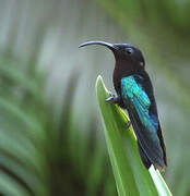 Purple-throated Carib