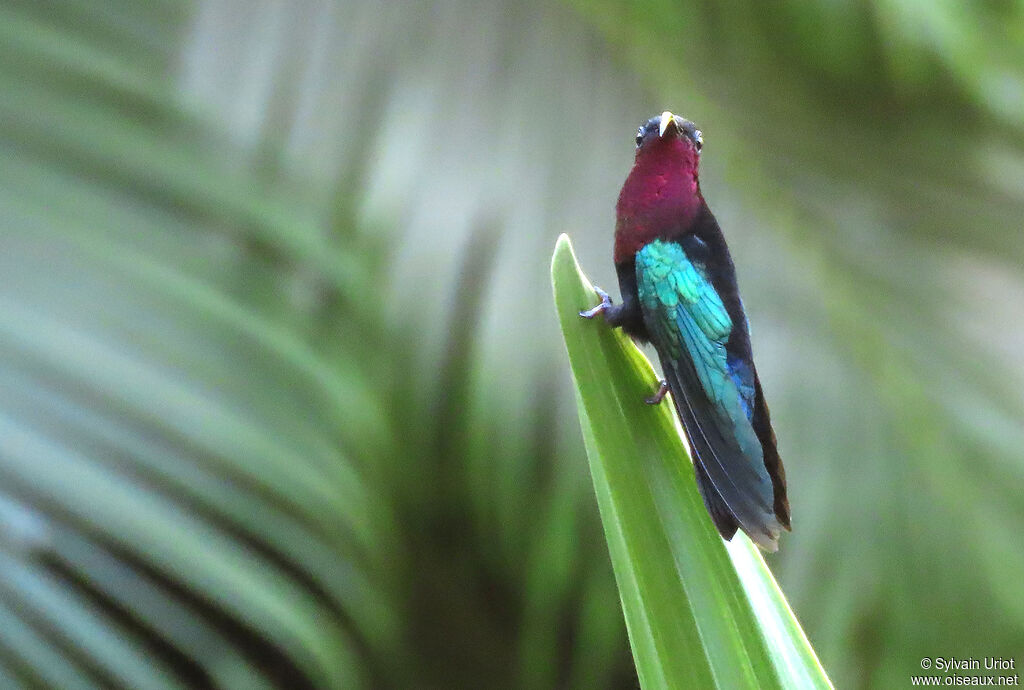 Purple-throated Caribadult