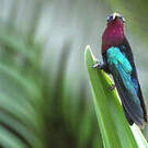 Colibri madère