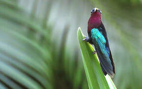 Purple-throated Carib