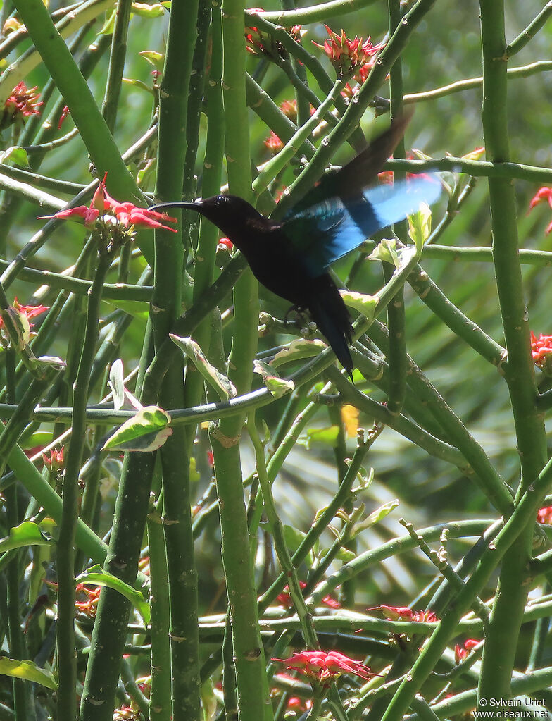 Colibri madèreadulte