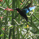Colibri madère