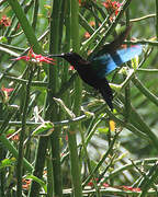 Purple-throated Carib