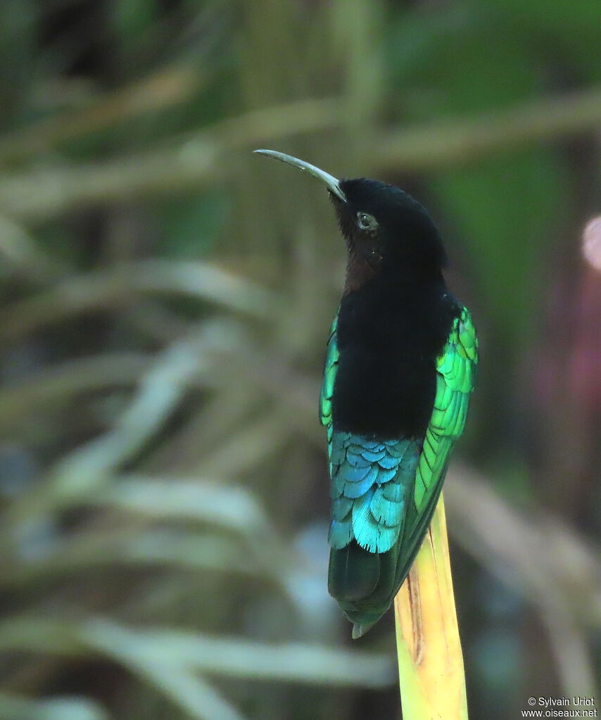 Purple-throated Caribadult