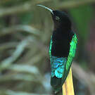 Colibri madère