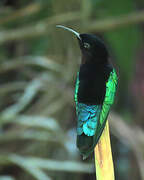 Purple-throated Carib