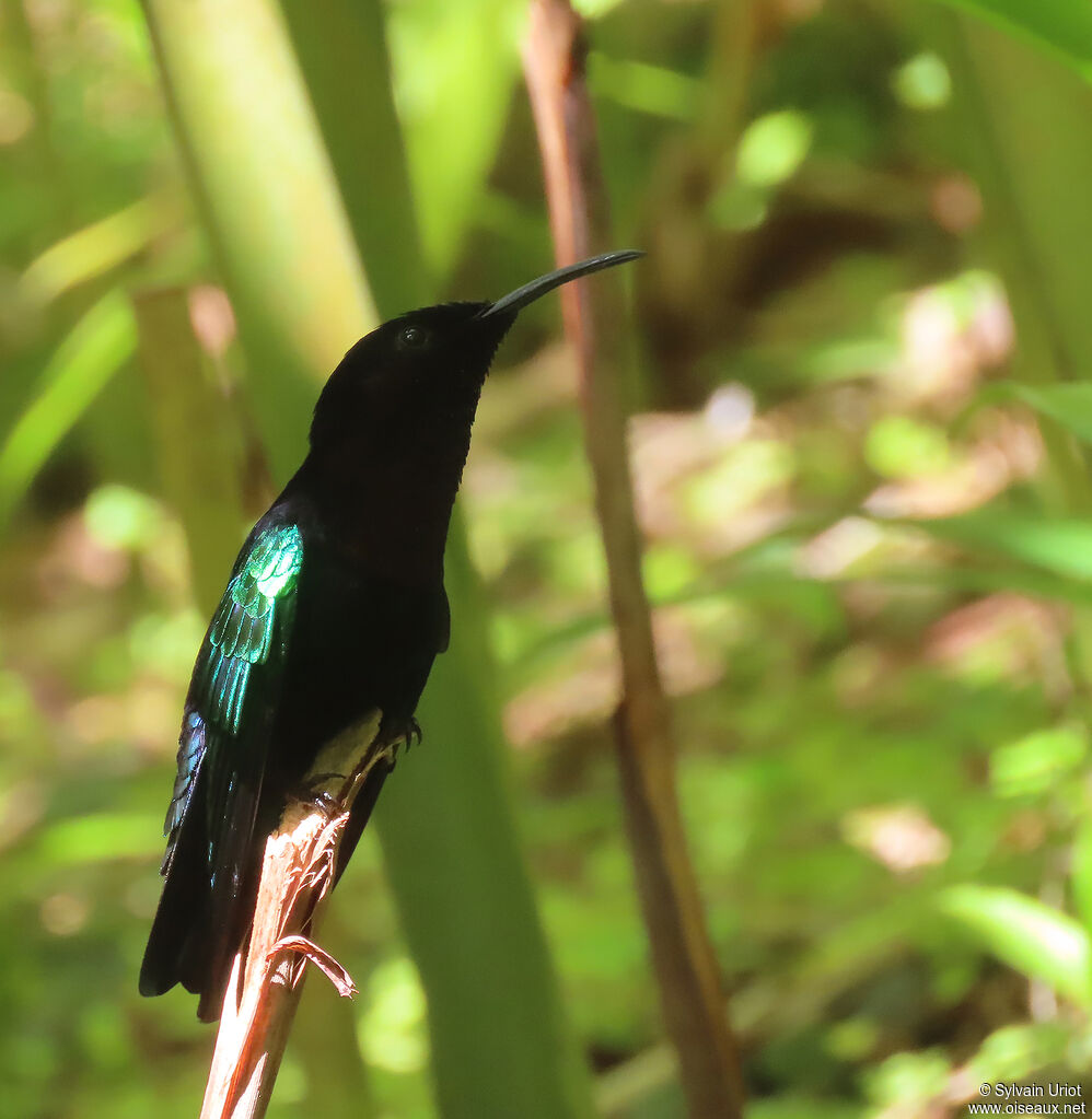 Purple-throated Caribadult