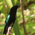 Colibri madère