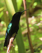 Purple-throated Carib