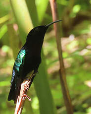 Colibri madère