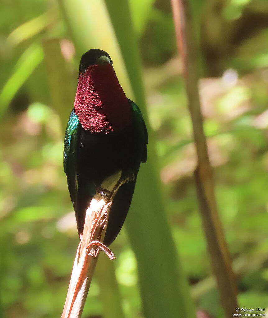 Purple-throated Caribadult