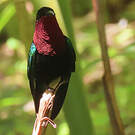 Colibri madère