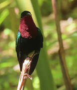 Purple-throated Carib