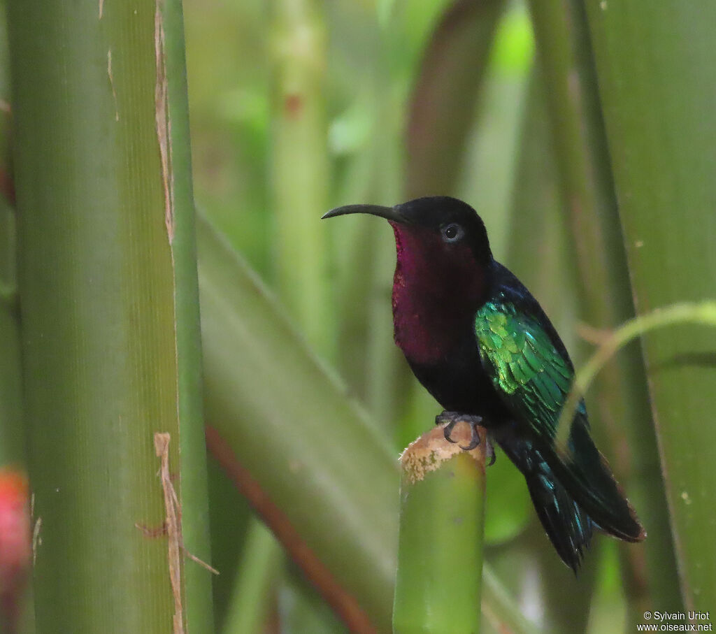 Purple-throated Caribadult