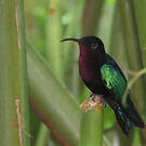 Colibri madère
