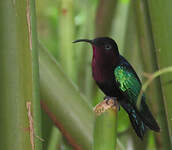 Colibri madère