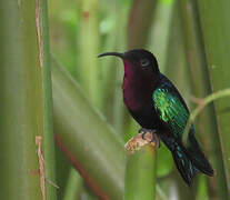 Purple-throated Carib