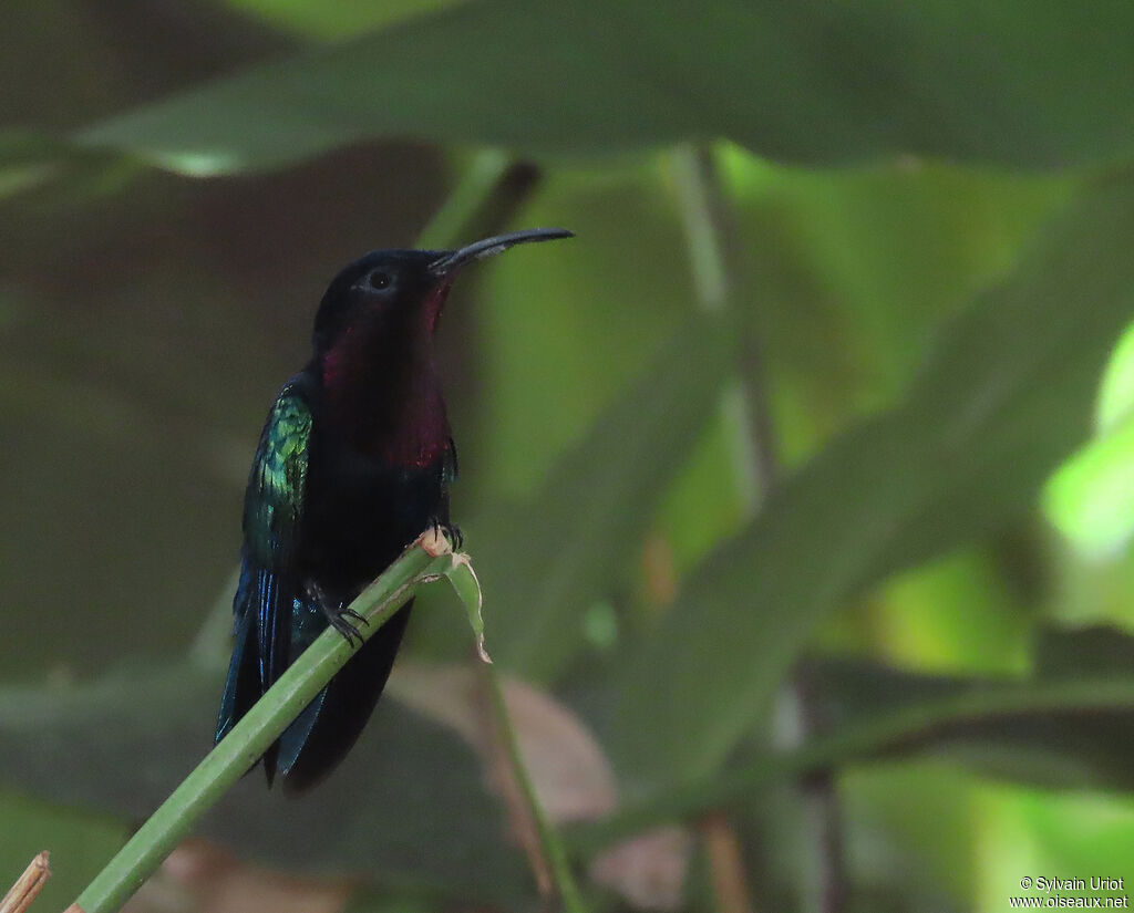 Purple-throated Caribadult